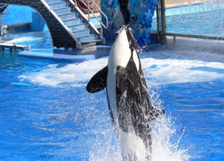 20170306-どうぶつ4