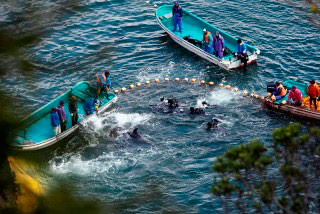 20170306-どうぶつ